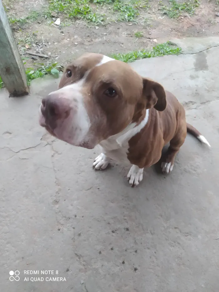 Cachorro ra a Pit-Bull idade 3 anos nome Tanos