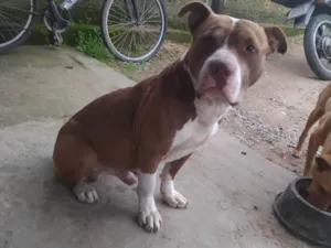 Cachorro raça Pit-Bull idade 3 anos nome Tanos