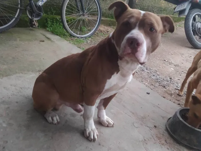 Cachorro ra a Pit-Bull idade 3 anos nome Tanos