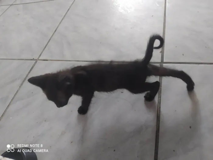 Gato ra a SRD-ViraLata idade 2 a 6 meses nome Sem nome