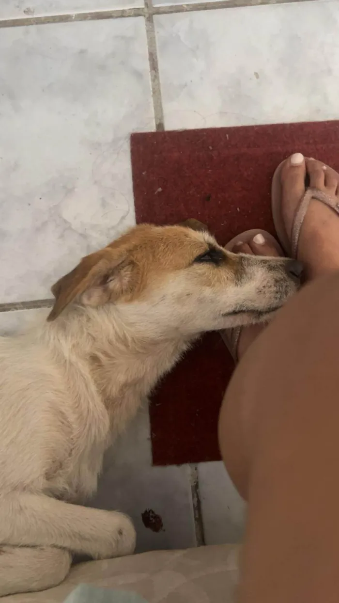 Cachorro ra a SRD-ViraLata idade 7 a 11 meses nome Galego