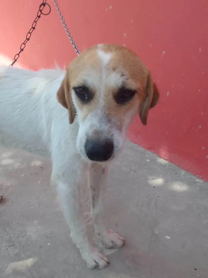 Cachorro ra a SRD-ViraLata idade 7 a 11 meses nome Galego