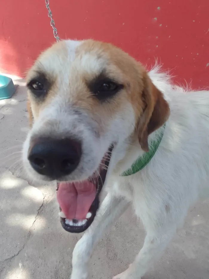 Cachorro ra a SRD-ViraLata idade 7 a 11 meses nome Galego