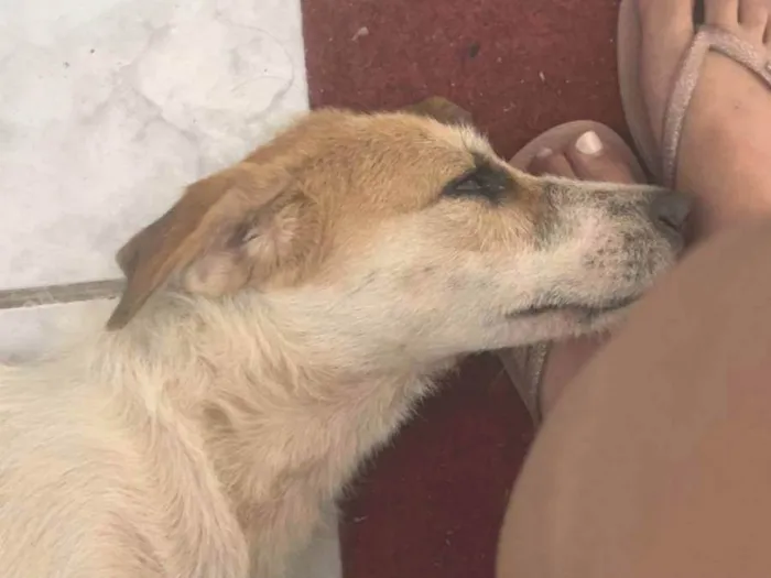 Cachorro ra a SRD-ViraLata idade 7 a 11 meses nome Galego