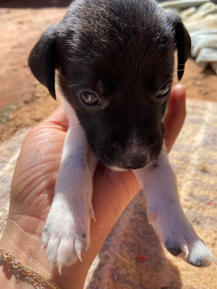 Cachorro ra a SRD-ViraLata idade Abaixo de 2 meses nome Filhotes 