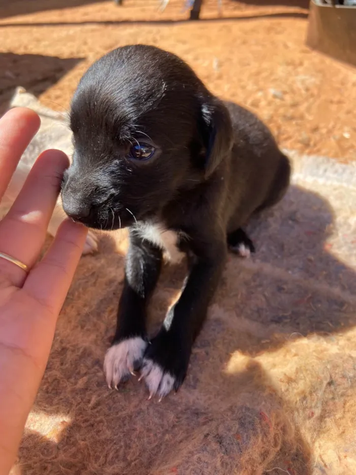 Cachorro ra a SRD-ViraLata idade Abaixo de 2 meses nome Filhotes 