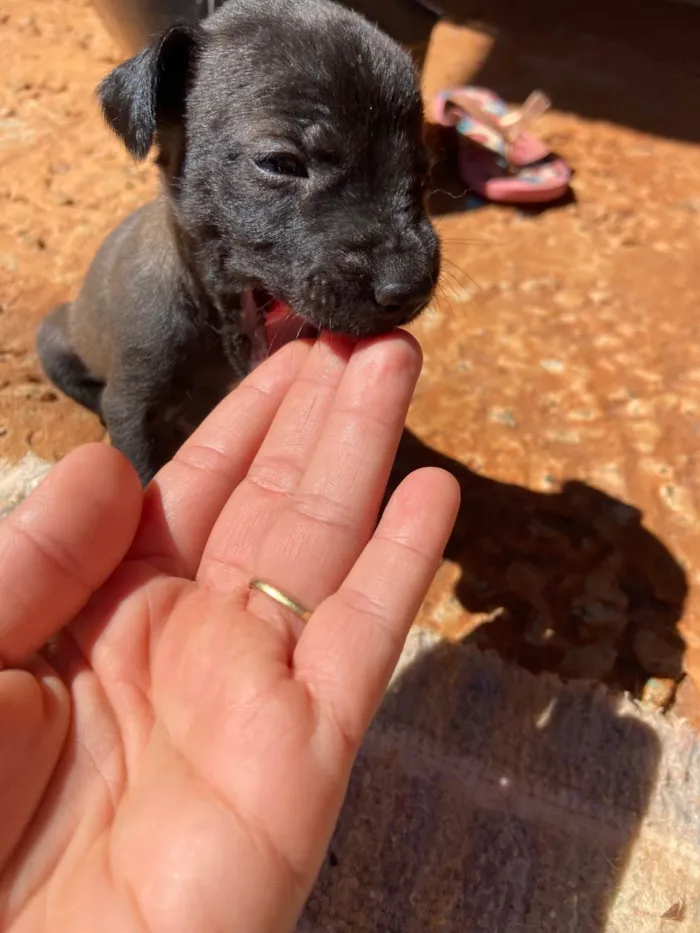 Cachorro ra a SRD-ViraLata idade Abaixo de 2 meses nome Filhotes 