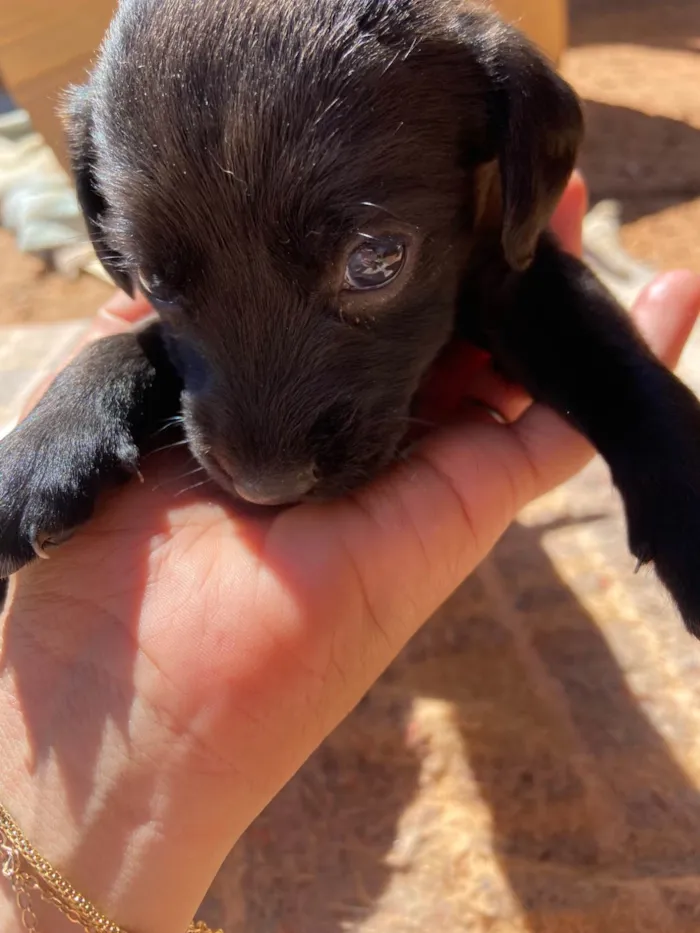 Cachorro ra a SRD-ViraLata idade Abaixo de 2 meses nome Filhotes 