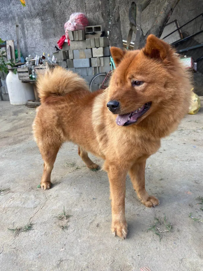 Cachorro ra a Chow Chow idade 2 anos nome MAGGIE (MEG)