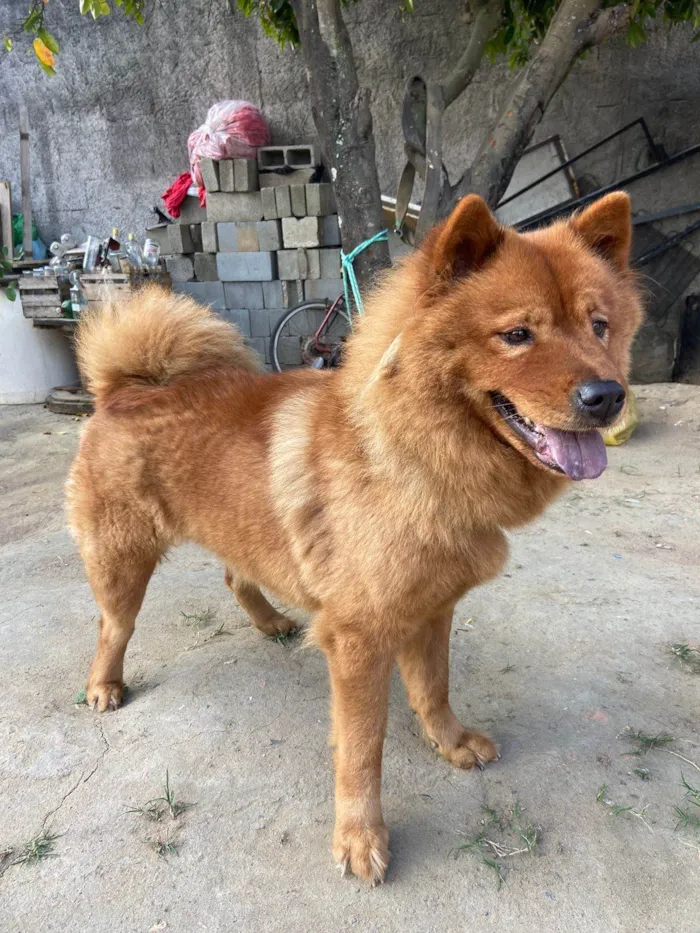 Cachorro ra a Chow Chow idade 2 anos nome MAGGIE (MEG)