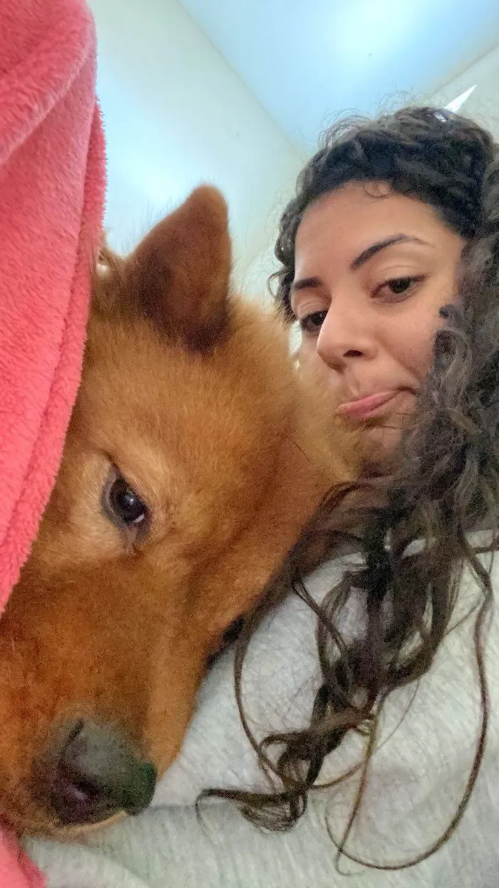 Cachorro ra a Chow Chow idade 2 anos nome MAGGIE (MEG)