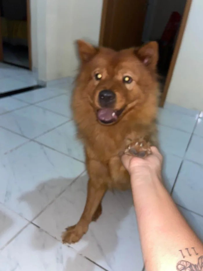 Cachorro ra a Chow Chow idade 2 anos nome MAGGIE (MEG)