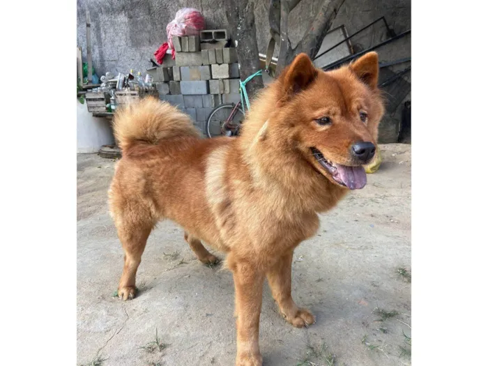 Cachorro ra a Chow Chow idade 2 anos nome MAGGIE (MEG)