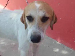 Cachorro raça SRD-ViraLata idade 7 a 11 meses nome Galego