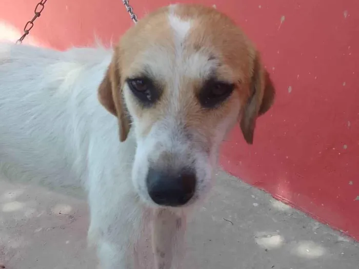 Cachorro ra a SRD-ViraLata idade 7 a 11 meses nome Galego