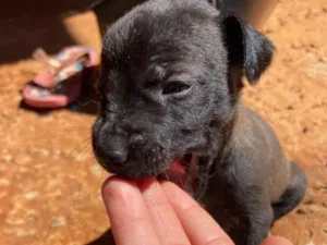 Cachorro raça SRD-ViraLata idade Abaixo de 2 meses nome Filhotes 