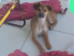 Cachorro raça SRD-ViraLata idade Abaixo de 2 meses nome Caramelo 