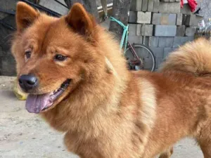 Cachorro raça Chow Chow idade 2 anos nome MAGGIE (MEG)