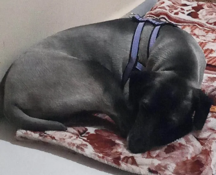 Cachorro ra a SRD-ViraLata idade 7 a 11 meses nome Bella