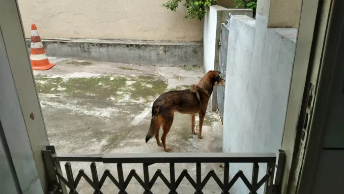 Cachorro ra a SRD-ViraLata idade 6 ou mais anos nome Pingo