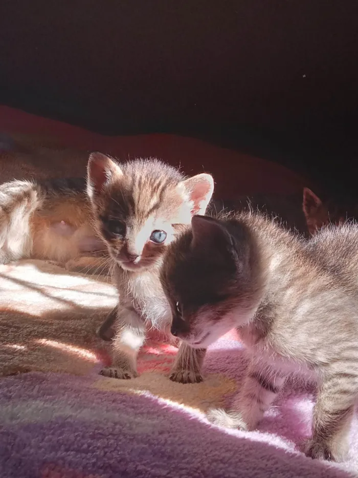 Gato ra a SRD-ViraLata idade Abaixo de 2 meses nome Babidi