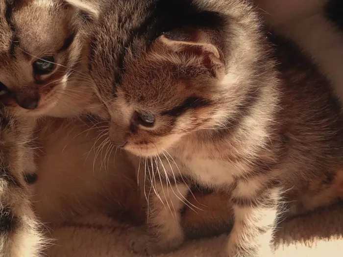 Gato ra a SRD-ViraLata idade Abaixo de 2 meses nome Babidi