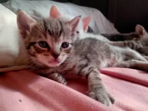 Gato raça SRD-ViraLata idade Abaixo de 2 meses nome Babidi