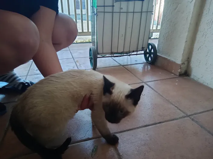 Gato ra a Siamês idade 2 a 6 meses nome Miau