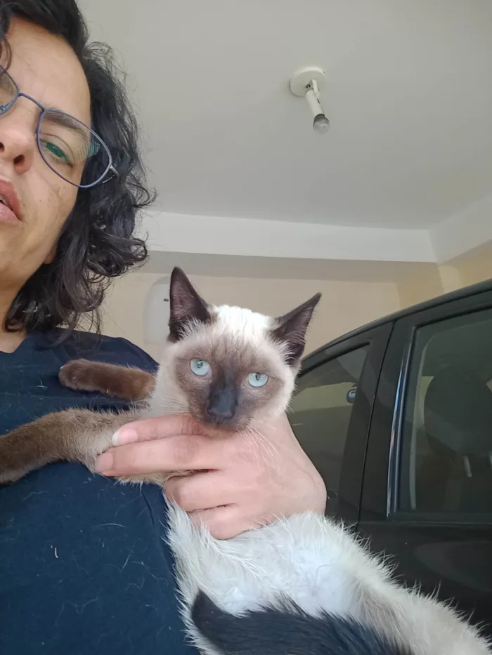 Gato ra a Siamês idade 2 a 6 meses nome Miau