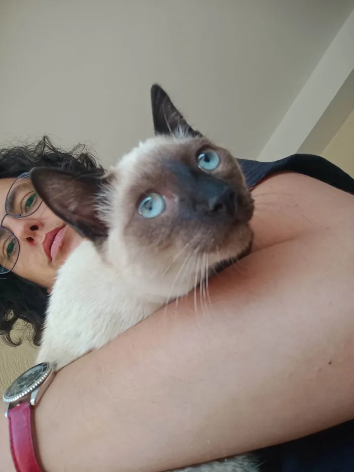 Gato ra a Siamês idade 2 a 6 meses nome Miau