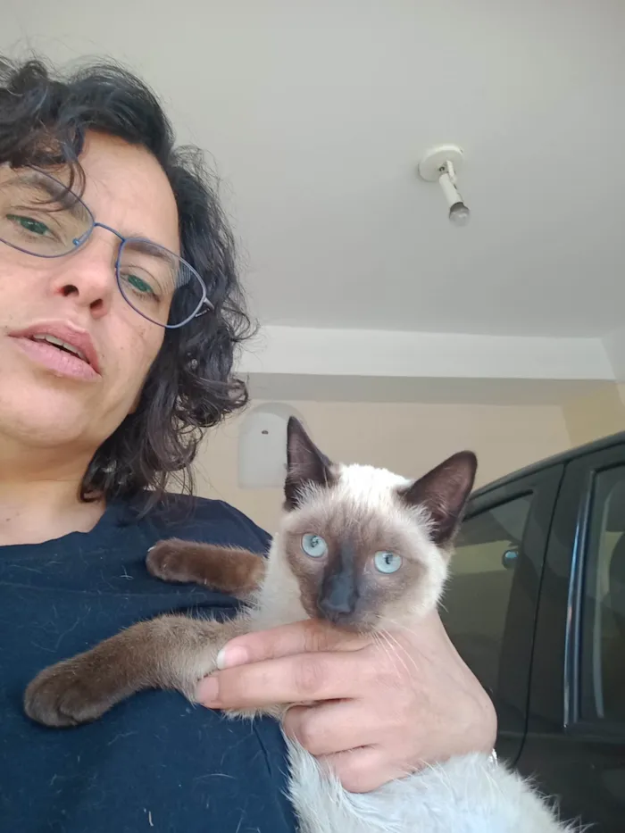 Gato ra a Siamês idade 2 a 6 meses nome Miau