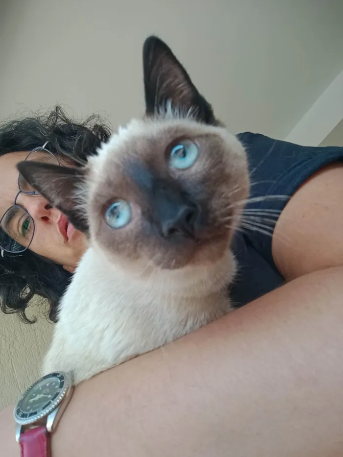 Gato ra a Siamês idade 2 a 6 meses nome Miau