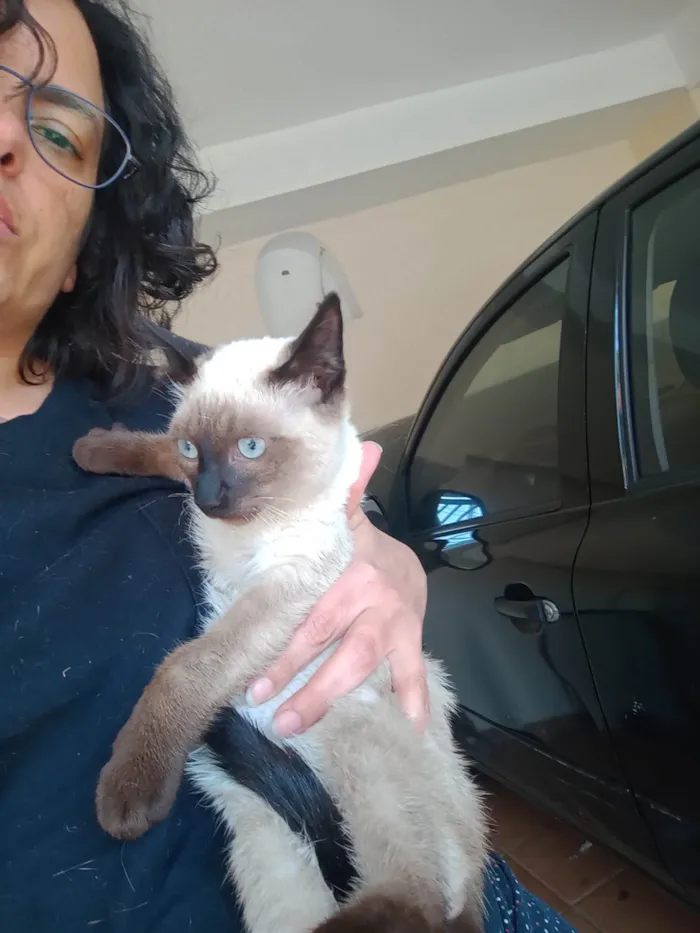 Gato ra a Siamês idade 2 a 6 meses nome Miau