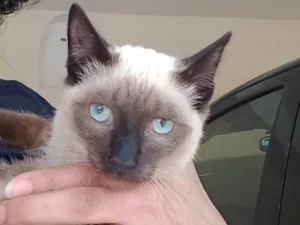 Gato raça Siamês idade 2 a 6 meses nome Miau