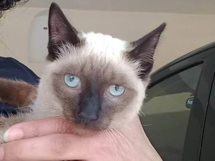 Gato ra a Siamês idade 2 a 6 meses nome Miau