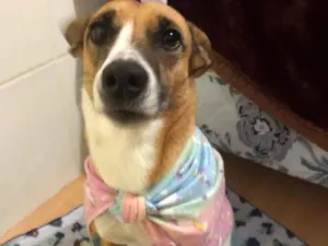 Cachorro raça SRD-ViraLata idade 2 anos nome Lady