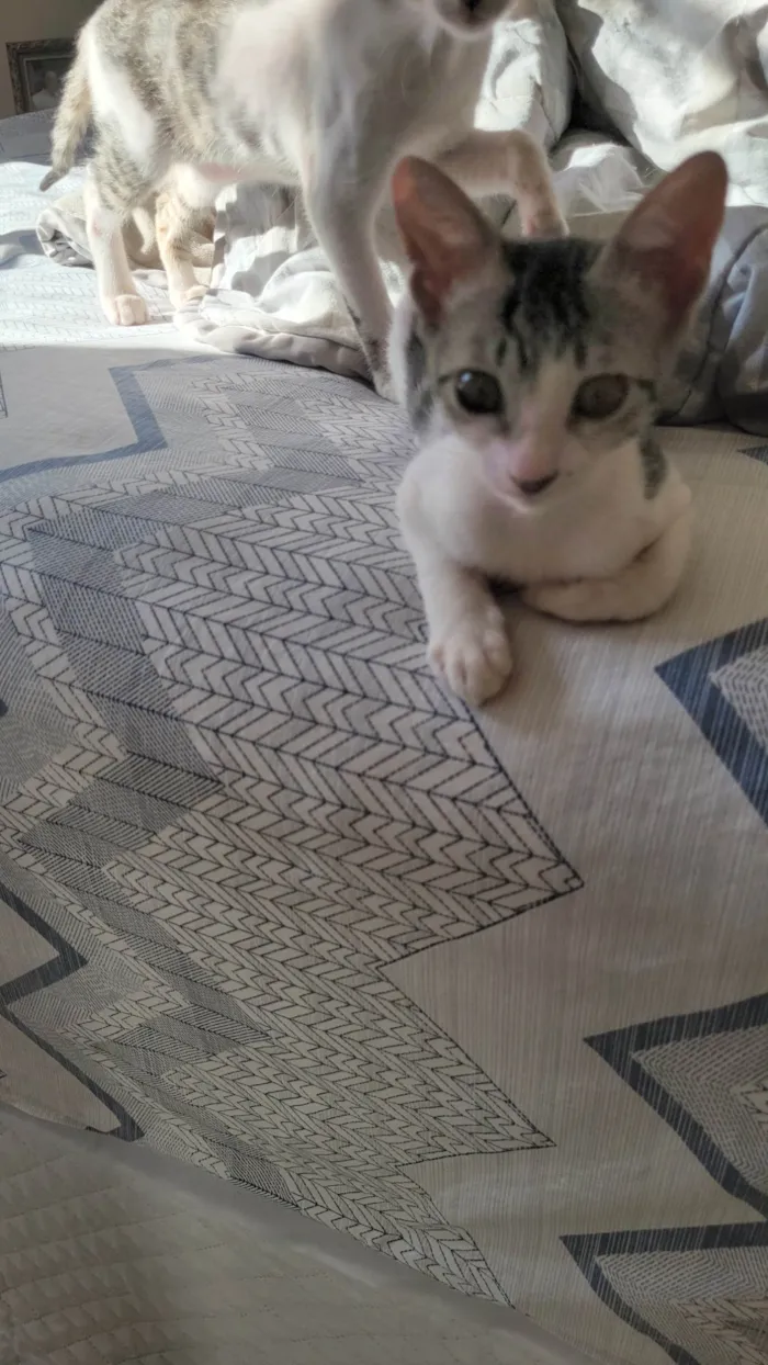 Gato ra a SRD-ViraLata idade 2 a 6 meses nome Lolla