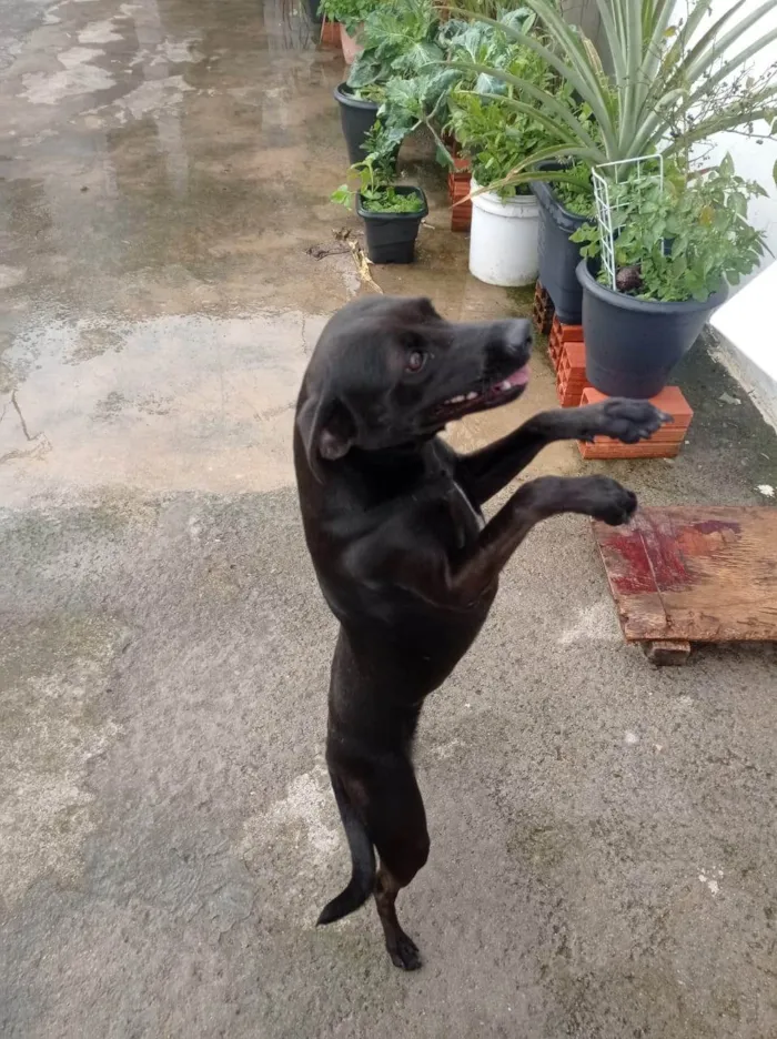 Cachorro ra a SRD-ViraLata idade 1 ano nome Nega