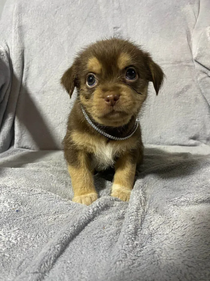 Cachorro ra a Shitzu idade Abaixo de 2 meses nome filhote marrom