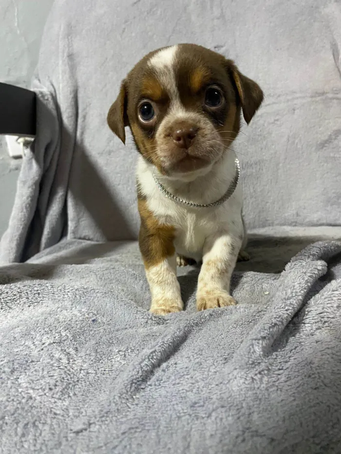 Cachorro ra a Shitzu idade Abaixo de 2 meses nome filhote branco/marrom com pintinhas