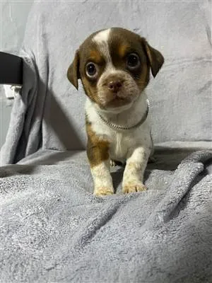 Cachorro raça Shitzu idade Abaixo de 2 meses nome filhote branco/marrom com pintinhas