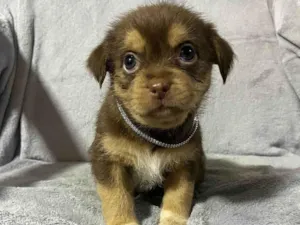 Cachorro raça Shitzu idade Abaixo de 2 meses nome filhote marrom