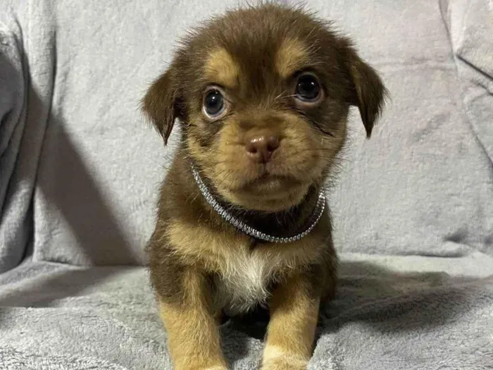 Cachorro ra a Shitzu idade Abaixo de 2 meses nome filhote marrom