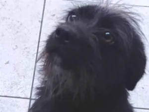 Cachorro raça SRD-ViraLata idade 2 anos nome Pandora 