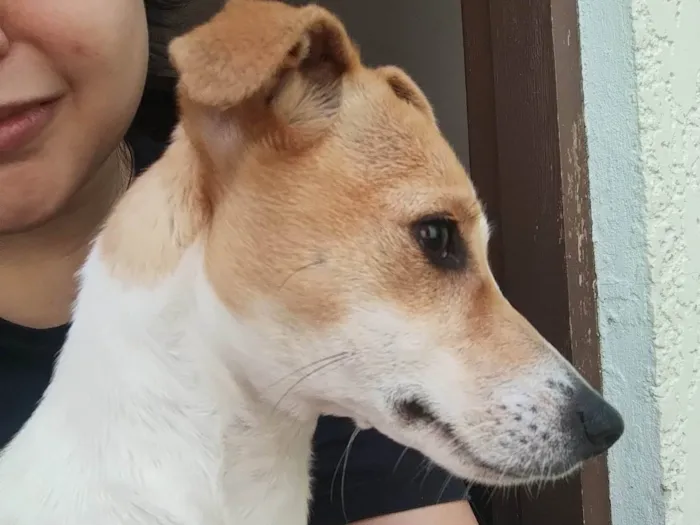 Cachorro ra a SRD-ViraLata idade 2 a 6 meses nome Branquinha 