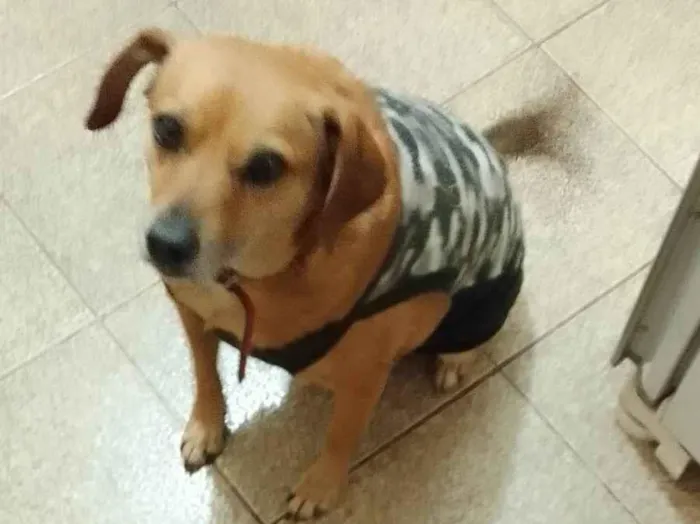 Cachorro ra a SRD-ViraLata idade 6 ou mais anos nome Pietro 