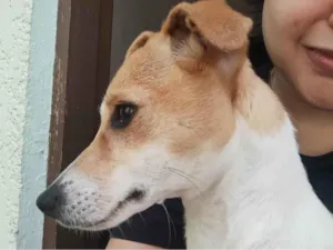 Cachorro raça SRD-ViraLata idade 2 a 6 meses nome Branquinha 