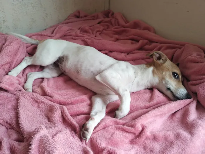 Cachorro ra a SRD-ViraLata idade 2 a 6 meses nome Branquinha 