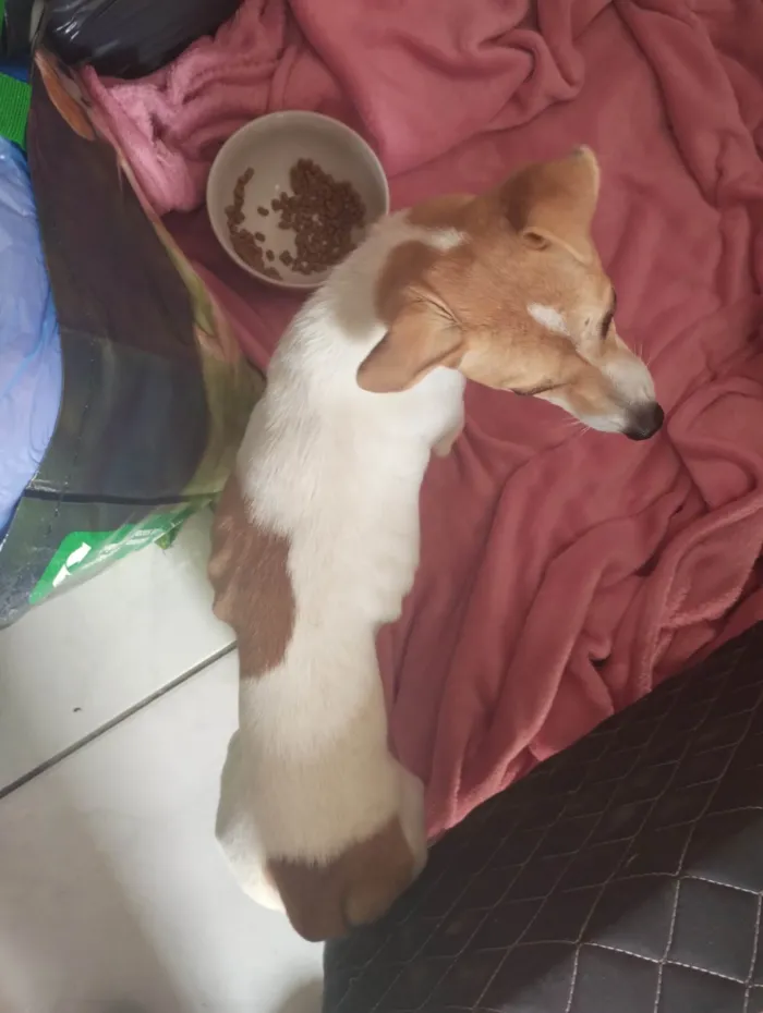 Cachorro ra a SRD-ViraLata idade 2 a 6 meses nome Branquinha 