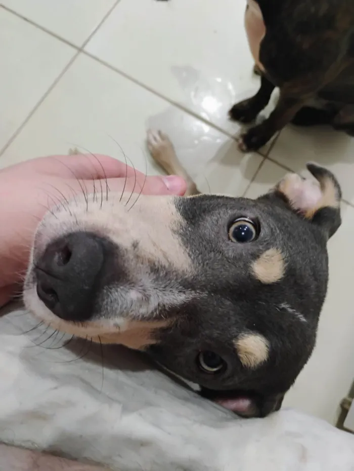 Cachorro ra a SRD-ViraLata idade 7 a 11 meses nome Zoe 